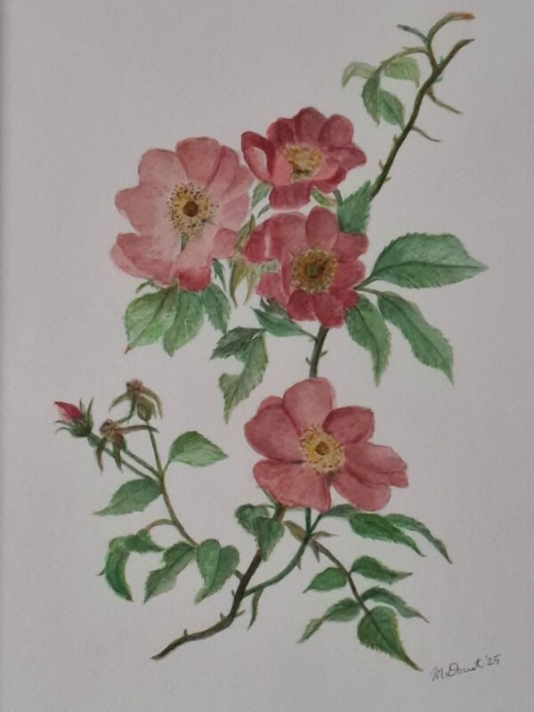 Delicate Rose