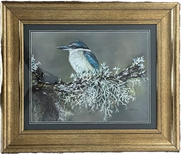 Sacred Kingfisher