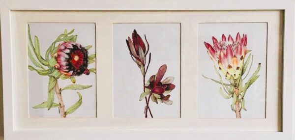 Three Proteas
